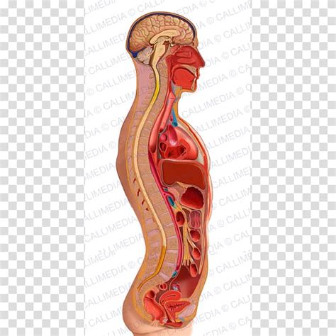 Sagittal Plane Homo Sapiens Torso Anatomy Human Body Endocrine System Transparent Background