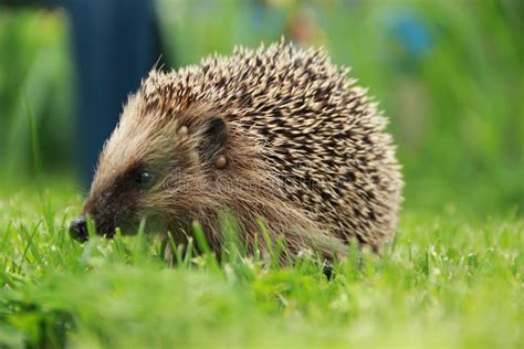 Portrait Of Hedgehog In Forest Stock Photo Image Of Maple Spiny