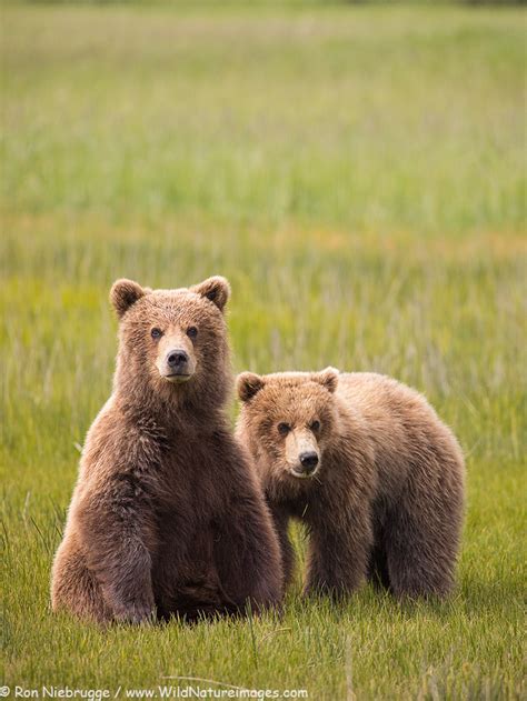 Cute Bear Cubs Photo Blog Niebrugge Images