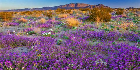 How To See Californias 2019 Wildflower Super Bloom