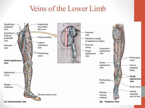 Arteries Of Leg And Foot Veins And Lymphatics Of The Lower Limb