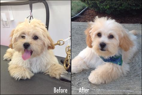 29 Cute Maltipoo Haircut Ideas All The Different Types And Styles Artofit