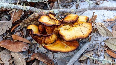 Jack Olantern Mushrooms A Complete Guide A Z Animals