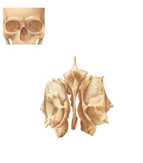Ethmoid Bone Labeling Practice Axial Skeleton Diagram Quizlet