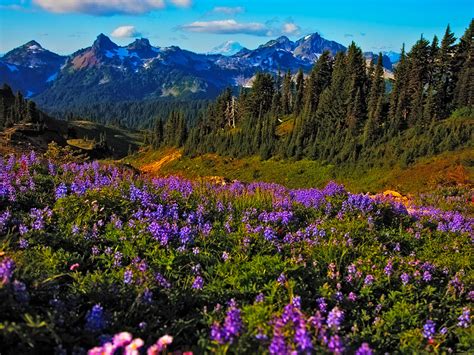 Landscape Spring Purple Mountain Flowers 5401