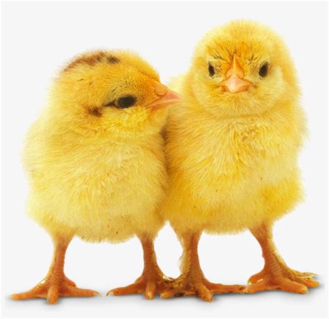 Baby Chicken Png Background Image Baby Chicks With Guns Free