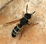 Black Wasp Sting Photos