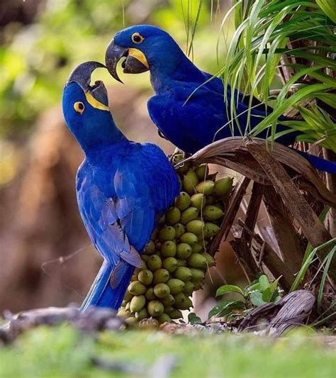 10 Most Beautiful Birds