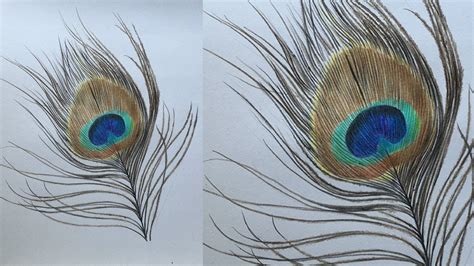 How To Draw A Peacock Feather In Color Pencils Realistic Peacock Feather Drawing Youtube