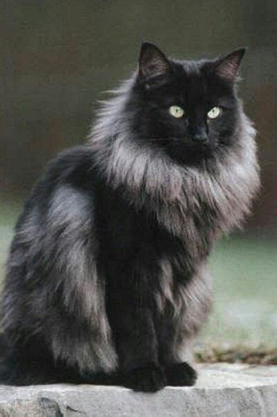 Black Smoke Skogkatt Norwegian Forest Cat Gorgeous Cats Forest Cat