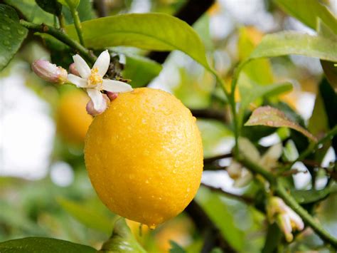 How To Grow And Care For Lemons Lovethegarden