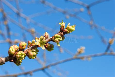 Spring Buds On The Tree Blossoming Fruit Trees Spring Time In The