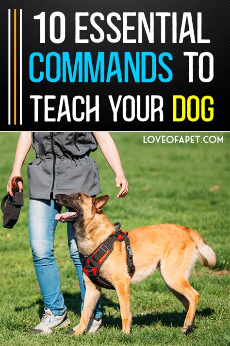 10 Essential Commands To Teach Your Dog Love Of A Pet Dog Commands