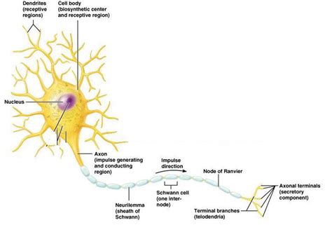 The schwann cells produce a fatty material called myelin which is this diagram and the ones on the next set of pages, are intended to. Ch. 11 - Nervous System at Central Wyoming College - StudyBlue