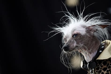 Worlds Ugliest Dog 2016 Blind Chihuahua Chinese Crested Mix Sweepee