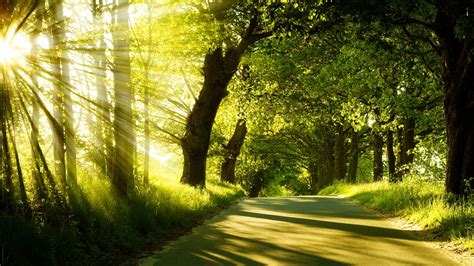 Sunrise Spring Forest Trees Road Wallpaper Nature And Landscape