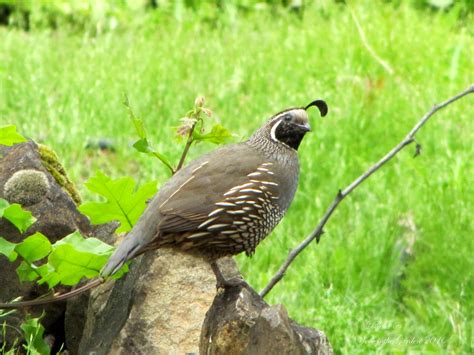 Voice In The Garden Weekend Harvest And California Quail