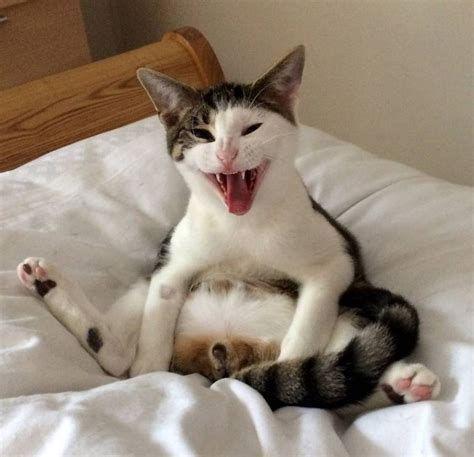 Hilarious Photos Show Neutered Cat Wondering Where His Bits Have Gone