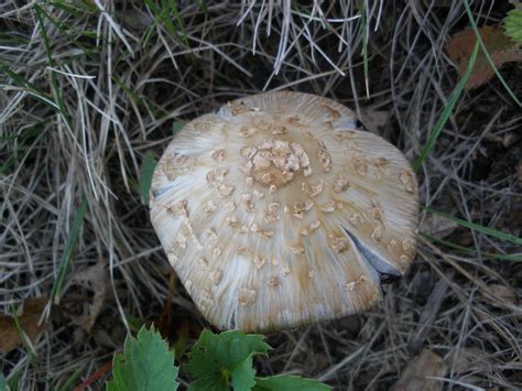 Wild Mushrooms In Mn All Mushroom Info