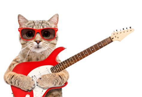 Cat Playing Guitar Stock Photos Pictures And Royalty Free Images Istock