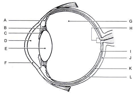 Eye Anatomy And Function Diagram Quizlet