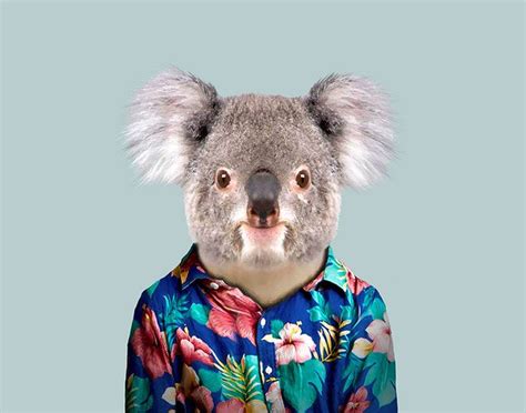 Koala Retratos De Animais Roupas Para Pet Animais Bonitos