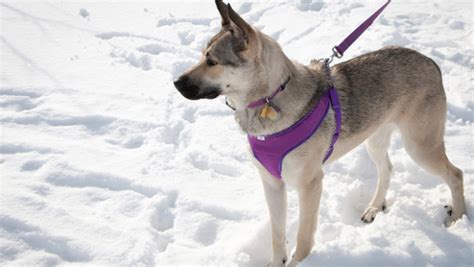 La risposta al problema precedente ti aiuterà anche in questo caso. Guinzaglio per cani che tirano