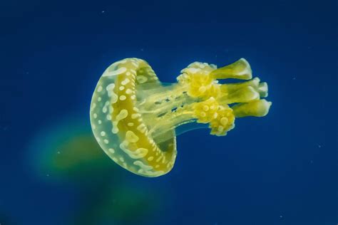 Baby Jellyfish Photography Amino