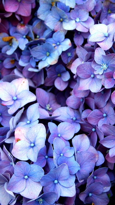 √ Purple Flower Aesthetic