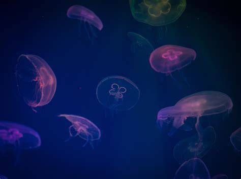 Jellyfish Underwater Animals Hd Artist Artwork Digital Art 4k