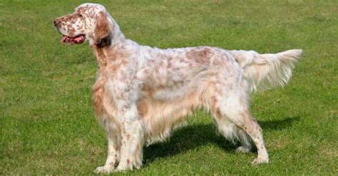 Llewellin Setter Vs English Setter Is There A Difference Imp World