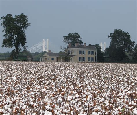Lakeport Plantation Another Season Of Cotton