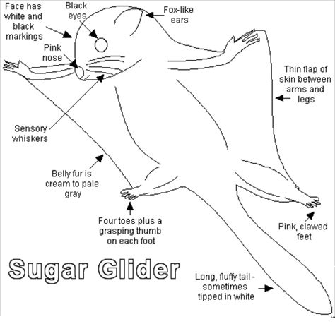 Information About Sugar Gliders A Fun And Unusual Pet Pethelpful
