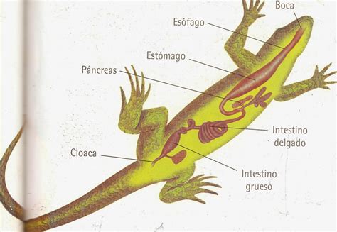 Info Animales Reptiles Y AnatomÍa