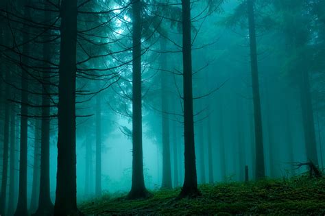 4585989 Mist Trees Forest Rare Gallery Hd Wallpapers