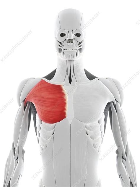 Chest Muscle Artwork Stock Image F0063098 Science Photo Library