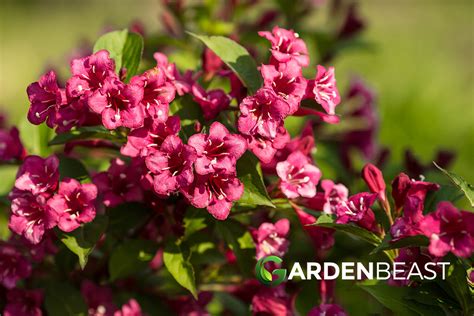 Weigela Guide How To Grow And Care For These Shrubs