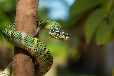 10 Most Venomous Snakes In The World 10 Most Today