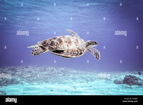 Nager la tortue de mer verte Banque de photographies et dimages à
