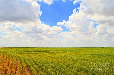 Wheat Field In Scott County In Kansas Photograph By Catherine Sherman