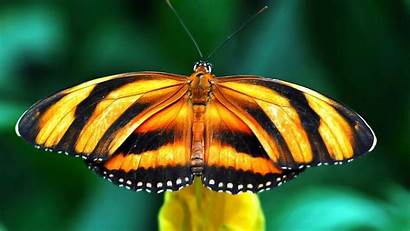Butterfly Wallpapers Desktop Bookmark Delicious Tweet Orange