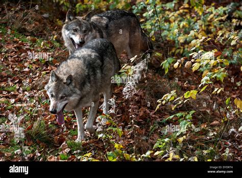 Two European Grey Wolves Canis Lupus Hunting In Dense Undergrowth Of