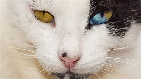 Of The Most Unique Cat Breeds In The World Trending Pet