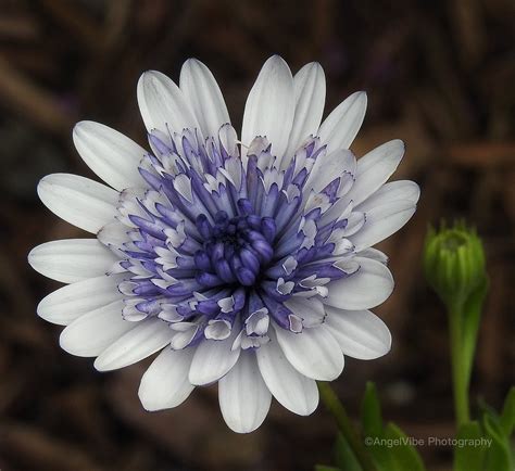 Purple And White African Daisy African Daisies Are Awesome Flickr