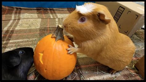Guinea Pig Halloween Party Youtube