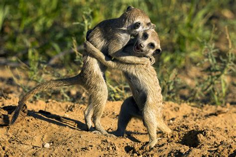Cute Pictures Show Delighted Meerkats Sharing A Hug