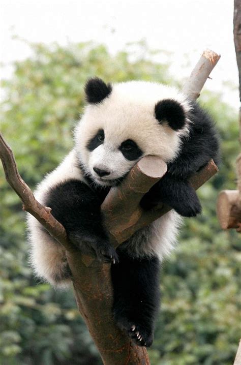 Cute Baby Panda On Tree Panda Bear Cute Animals Cute Baby Animals