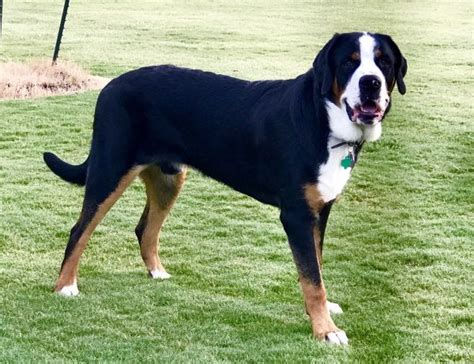 Greater Swiss Mountain Dog Puppies Austin Texas Akc Registered