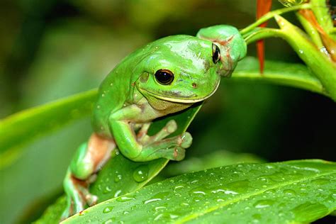 Australian Green Tree Frog Photograph By Joanna Patterson Pixels
