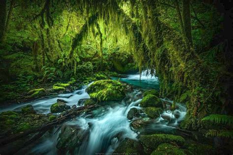 🇳🇿 Rainforest New Zealand By Simon Roppel Simonroppelphotography